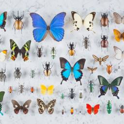 Fauna - Modern Coffee Table, Handmade, Luxurious, Elegant & Original, Butterflies - thumbnail 4