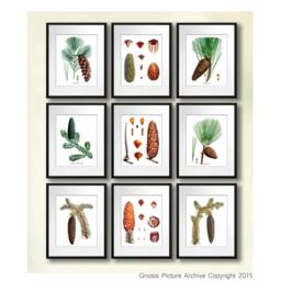 Woodland Wall Decor Set Of 9 Pine Cone Tree Conifers Fir Tree - thumbnail 2