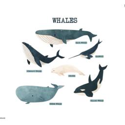 Whale Wall Sticker Pack, Underwater Decals, Stickers For Walls, Themed Room, Ocean Stickers, Named Whales - thumbnail 2
