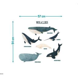 Whale Wall Sticker Pack, Underwater Decals, Stickers For Walls, Themed Room, Ocean Stickers, Named Whales - thumbnail 3