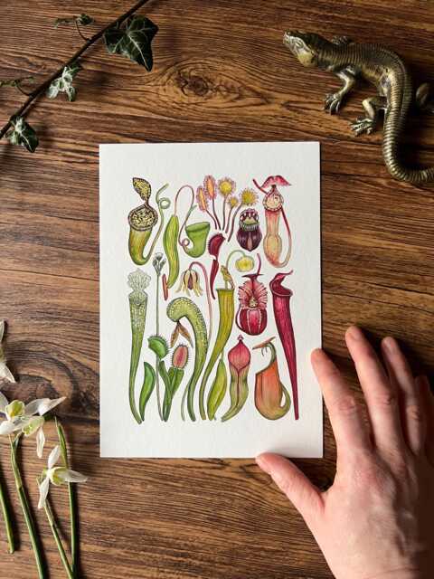 Carnivorous Plants Print, Botanical Watercolour Print - image 1