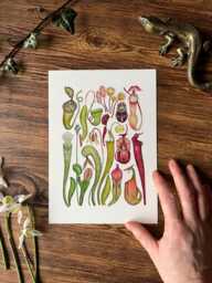 Carnivorous Plants Print, Botanical Watercolour Print - thumbnail 1