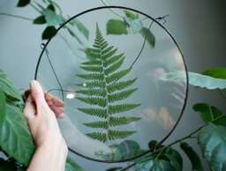 Framed Fern Plant, Stained Glass Frame, Pressed Botanicals Wall Hanging, Round Floating Dried Herbarium Decor, Unique Green Leaves - thumbnail 1