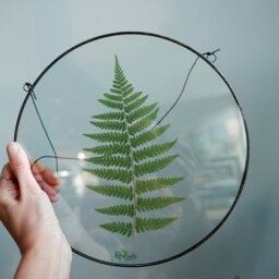 Framed Fern Plant, Stained Glass Frame, Pressed Botanicals Wall Hanging, Round Floating Dried Herbarium Decor, Unique Green Leaves - thumbnail 2