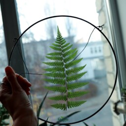 Framed Fern Plant, Stained Glass Frame, Pressed Botanicals Wall Hanging, Round Floating Dried Herbarium Decor, Unique Green Leaves - thumbnail 3