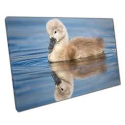 Swan Cygnet Swimming in Spring Water Nature Photography Canvas Wall Art Print For Home Office Decor - thumbnail 1