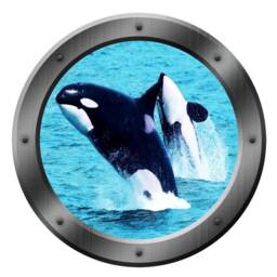 Peel & Stick Ocean Wall Decal Sailboat Art - Orca Whale Ship Window Porthole Mural - Vwaq Po13 14 - thumbnail 2