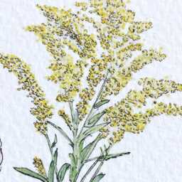 Nebraska State Flower Map Watercolor Goldenrod - Art Print Wall Graduation Wedding Realtor Moving Gift Midwest Wildflower - thumbnail 3