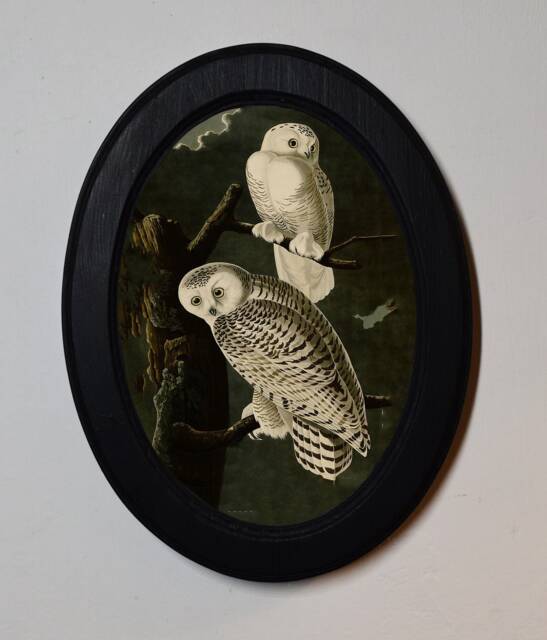 Black Oval Wooden Framed Picture, John James Audubon, Snowy Owls, Art Print, Illustration, Wall Hanging, Antique Vintage Style - image 1