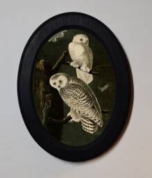 Black Oval Wooden Framed Picture, John James Audubon, Snowy Owls, Art Print, Illustration, Wall Hanging, Antique Vintage Style - thumbnail 1