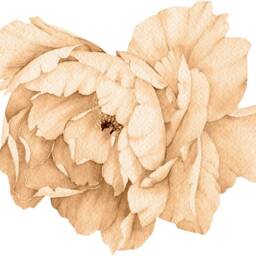 Peony Flower Wall Decal - Sticker Removable Peel & Stick Watercolor Fabric Nursery Decor - thumbnail 4