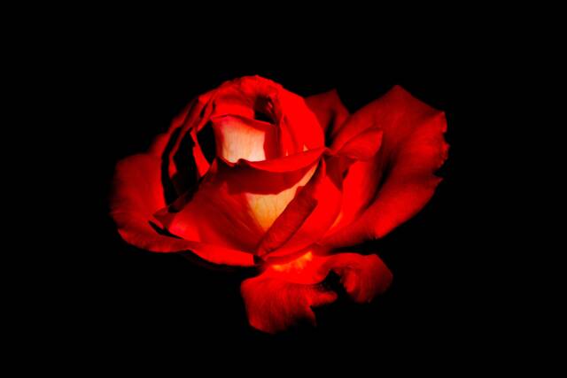 Instant Download Beautiful Red Rose Wall Art, Decor, Nature Flower Photos Of Roses - image 1