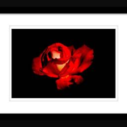 Instant Download Beautiful Red Rose Wall Art, Decor, Nature Flower Photos Of Roses - thumbnail 2