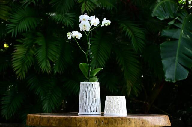 Ficus Orchid Pot - image 1