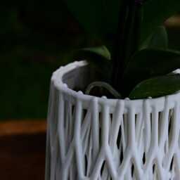 Ficus Orchid Pot - thumbnail 2