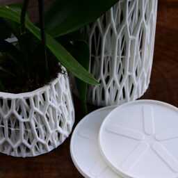 Ficus Orchid Pot - thumbnail 3