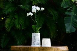 Ficus Orchid Pot - thumbnail 1