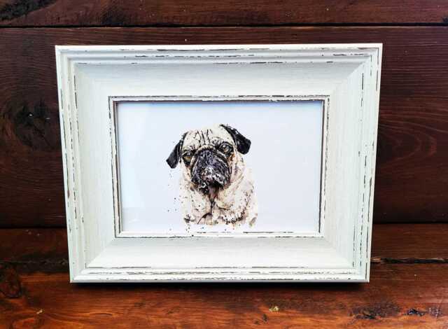 Pug Print 17x12cm - White Rustic Frame - Wrinkly Dog Wall Art, Gift For Owners - image 1
