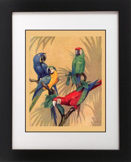 Vintage Retro Tropical Macaw Parrot Bird Avian Aviary Blue Red Green Poster Art Print