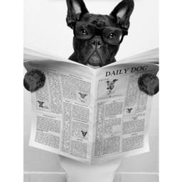 Daily Dog French Bulldog, Bathroom Wc Wall Art Print Black & White Modern Poster Decor Fun Photograph - thumbnail 2