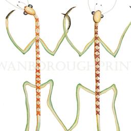 stick Insect Gicl??e Art Print, Entomology Illustration - thumbnail 3