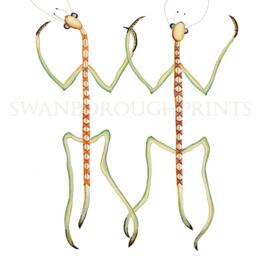 stick Insect Gicl??e Art Print, Entomology Illustration - thumbnail 2