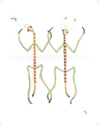 stick Insect Gicl??e Art Print, Entomology Illustration - thumbnail 1