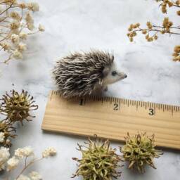 Miniature Hedgehog - Felted Hedgehog Cute Miniature Needle Felted Soft - thumbnail 3