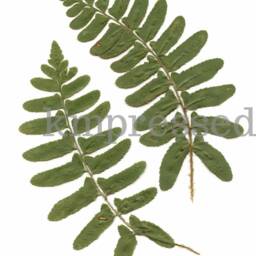 Christmas Fern - Print Reproduction Artwork Of Pressed Plants 100% Cotton Rag Paper Botanical Artwork, Greenery - thumbnail 2
