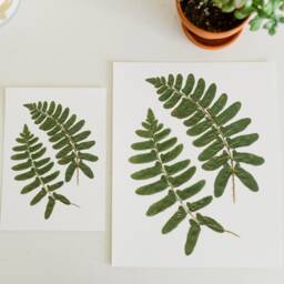Christmas Fern - Print Reproduction Artwork Of Pressed Plants 100% Cotton Rag Paper Botanical Artwork, Greenery - thumbnail 3