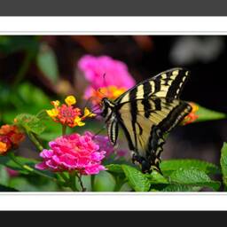 Butterfly Wall Art - Yellow Butterfly Prints Baby Room Decor Girls Wall - thumbnail 2