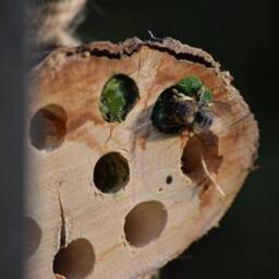 Hap-Bee Christmas Birds & The Bees Gift Set With Plantable Card - Eco Friendly Bee Hotel Gardener Wild Flower Seeds Bird Feeder - thumbnail 3