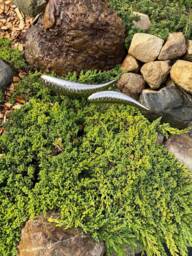 Stainless Steel Fish Sculpture For Garden Landscape Welded Metal Lawn Art Outdoor Decor