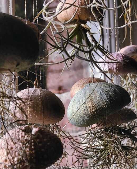 Handmade Clay Sea Urchin Air Plant Holder Hanging Jellyfish Design - image 1
