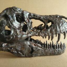 New, 17cm???dinosaur Model/T-Rex Skull Small Model Xb-18101Back - thumbnail 2