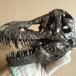 New, 17cm???dinosaur Model/T-Rex Skull Small Model Xb-18101Back - thumbnail 3