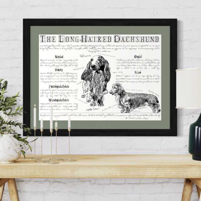 Vintage Long-Haired Dachshund Dog Breed Poster Body Conformation Illustration - image 1