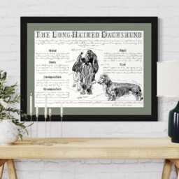 Vintage Long-Haired Dachshund Dog Breed Poster Body Conformation Illustration - thumbnail 1