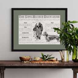 Vintage Long-Haired Dachshund Dog Breed Poster Body Conformation Illustration - thumbnail 3