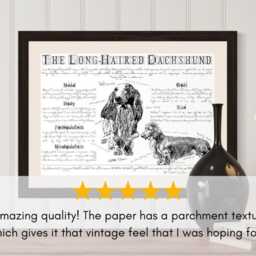 Vintage Long-Haired Dachshund Dog Breed Poster Body Conformation Illustration - thumbnail 2