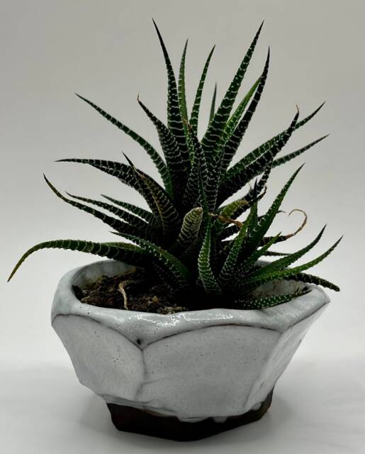 Little Planter From The ?? Moonstone ?? Collection - image 1
