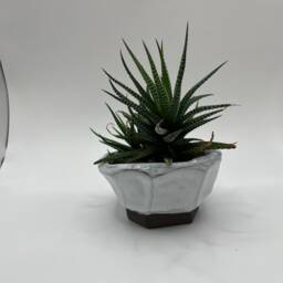 Little Planter From The ?? Moonstone ?? Collection - thumbnail 4