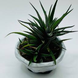 Little Planter From The ?? Moonstone ?? Collection - thumbnail 3