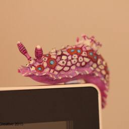 Doris The Nudibranch - Dendrodoris Denisoni - thumbnail 2