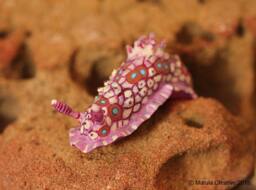 Doris The Nudibranch - Dendrodoris Denisoni