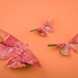 3D Butterfly Wall Art Tropicoco Paper Butterflies For Decor, Nursery, Children's Room - thumbnail 2