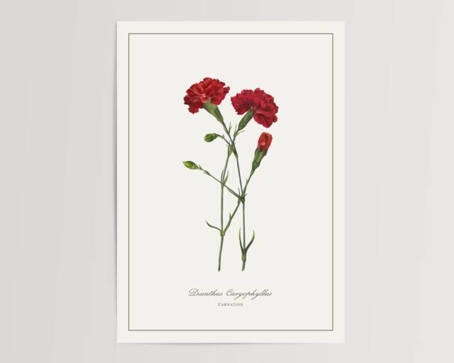 Carnation Botanical Print - Printed & Shipped Illustration Floral Watercolour Home Decor - image 1
