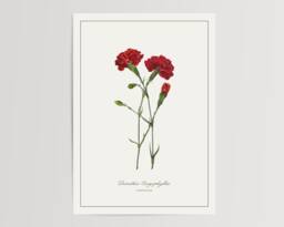 Carnation Botanical Print - Printed & Shipped Illustration Floral Watercolour Home Decor - thumbnail 1