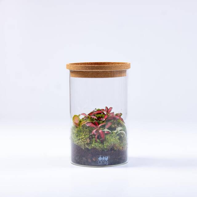 Tropical Fittonia Terrarium - Ready-Made Closed Ecosystem - No Assembly Plant Decor & Low Maintenance Gift For Home Or Office - image 1