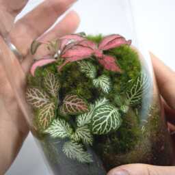 Tropical Fittonia Terrarium - Ready-Made Closed Ecosystem - No Assembly Plant Decor & Low Maintenance Gift For Home Or Office - thumbnail 2